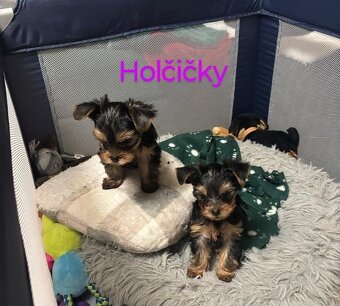 Jorkšírský teriér - 2