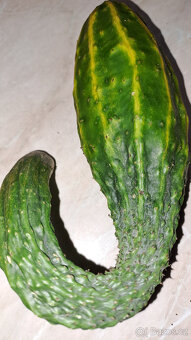 Čínská okurka Suyo Long semínka - 2