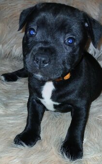 Stafordsirsky bulterier - 2