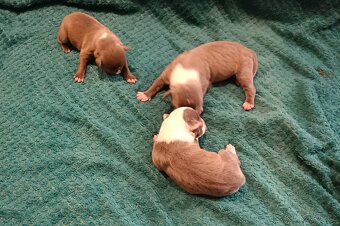 Americký stafordšírský teriér - 2