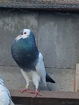 Holub Pávík a Stavák - 2