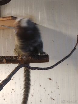 Kosman bělovousý - 2