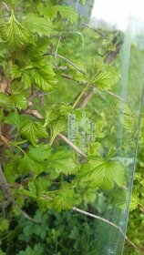 AVIA - prodám sklo zadního okna - 2