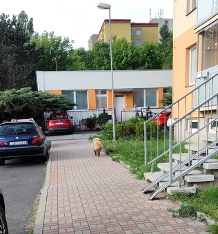 Australský ovčák - 2