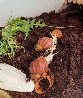 Archachatina- oblovka - 2