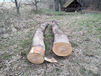 Třešňové kmeny - 2