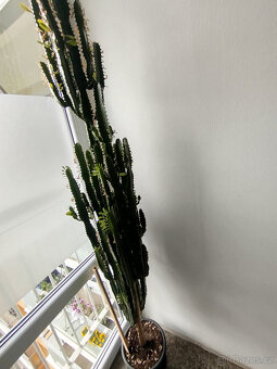 Euphorbia - Pryšec trojúhlý - 2