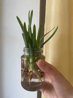 Aloe - 2