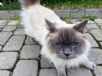 Kocour Ragdoll - 2