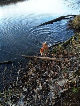 Štěňata Shiba Inu s krémovým zbarvením - 2