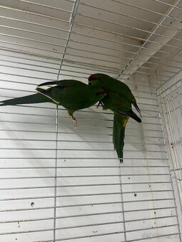 Kakariky - 2