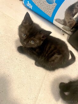 Koťátka k odběru ihned - 2
