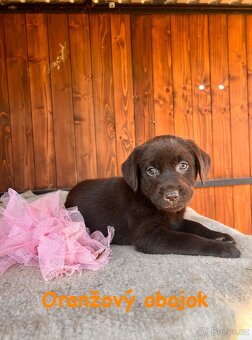 Labrador šteniatka - 2