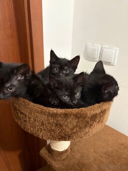 Darujeme poslední vymazlenou kočičku - 2