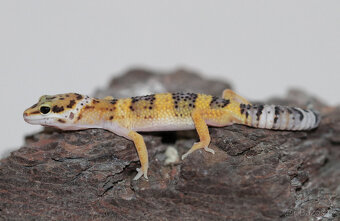 Gekončík noční - letošní mláďata - 2