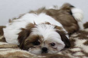 Shih-tzu, Shih tzu, si cu bez pp - 2