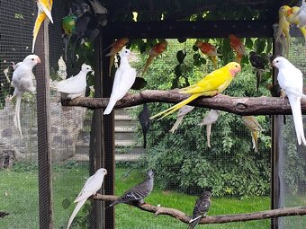 Papoušek alexandřin - 2