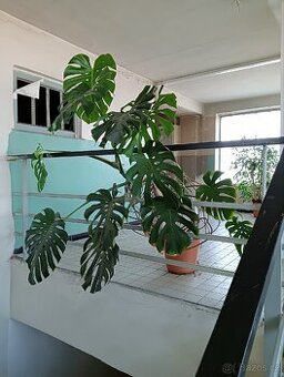 Monstera - 2