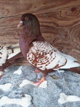 Prodám holuby - 2