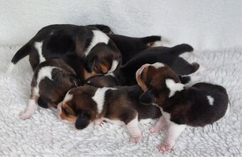 Bígl beagle štěňátko s PP - 2