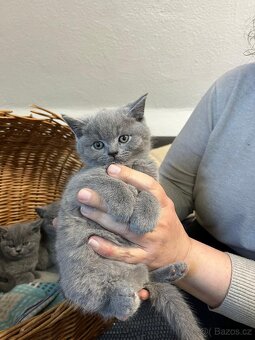 Britská modrá koťátka bez PP - 2