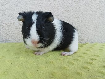 Morče - samice Raviola - 2