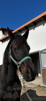 Prodej spolehlivého učitele - 2