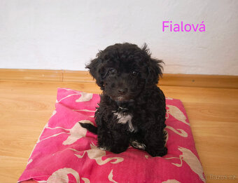 pudl trpasličí - 2