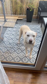 Daruji fenku AST - 2