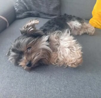 Jorkšírsky teriér - 2