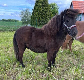 Na prodej: Mini Shetland hřebeček s plným původem - 2