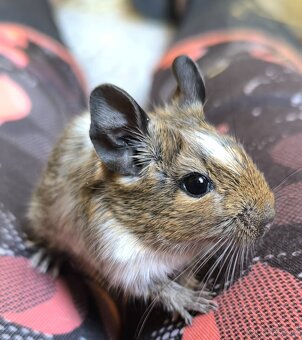 Osmák degu - 2