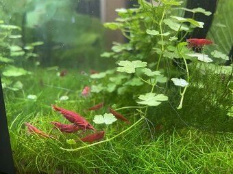 Neocaridina Davidi var. Sakura Red - 2