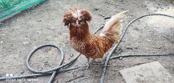 NV Paduánka hladká, frizzle - 2