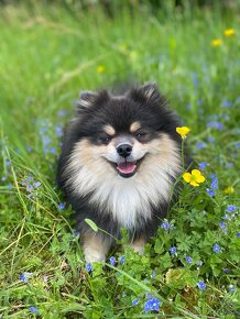 Pomeranian krytí - 2