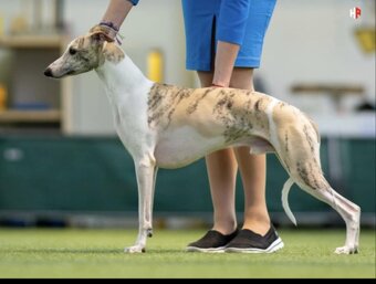 Whippet štěňátka s PP - 2