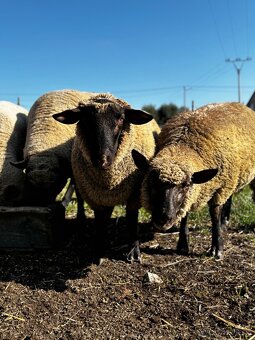 Dva beránci a jedna ovečka - 2