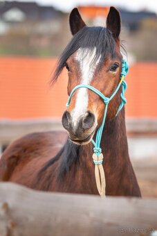 Welsh pony of cob type - Fréďa - 2