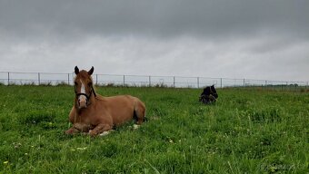 Valach pony jako společník - 2