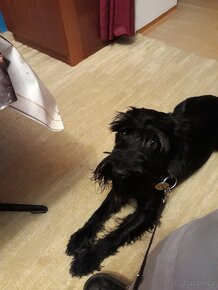 Knírač černý malý - 2