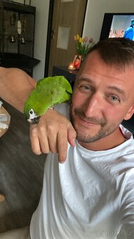 Ara Nobilis - Ručně dokrmené mimino / Samička DNA test - 2