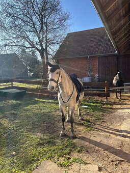 Nabízím docházku za valachem - 2