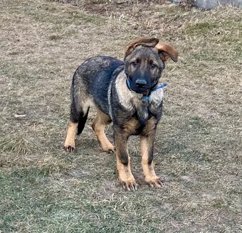 Německy ovčák s PP - 2