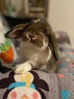 zakrslý králík - beran - 2