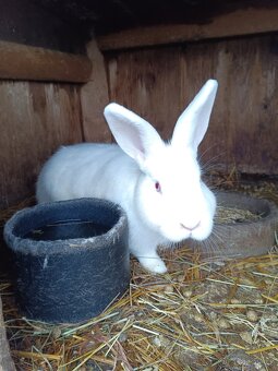 Samice králíků - 2