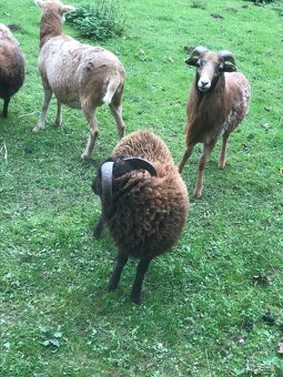 Prodám Quesanského beránka - 2