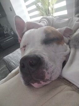 Americký Stafordšírský teriér - 2