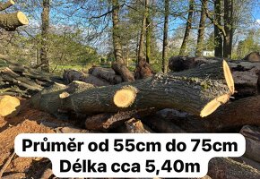 Prodám dubové dřevo kmeny kulatina - 2