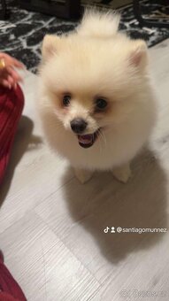 Pomerian míní - 2