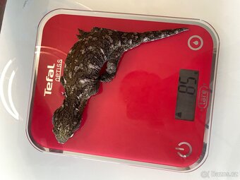 Leachianus nunu ami - 2